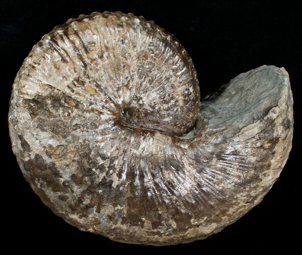 Excellent Hoploscaphites Ammonite - South Dakota #6129